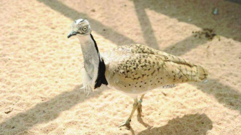من الطيور النادرة (مكة)