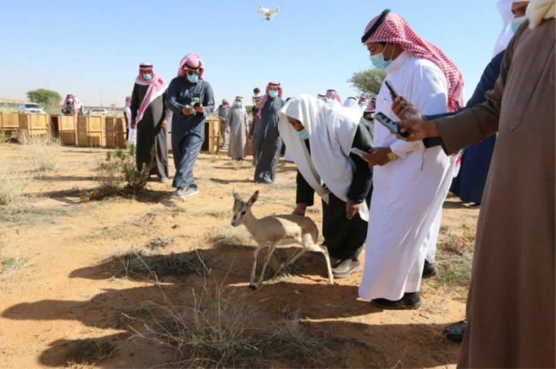 إطلاق الغزلان بإحدى المحميات (مكة)