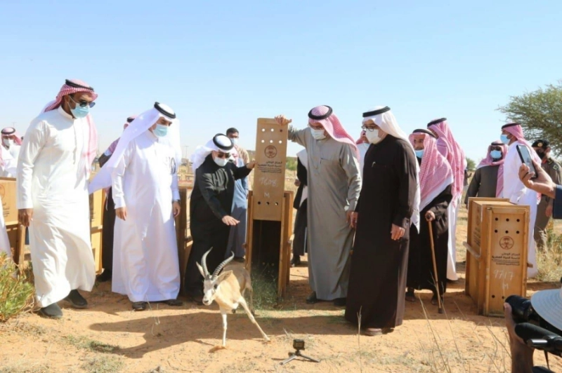 إطلاق الغزلان بإحدى المحميات (مكة)