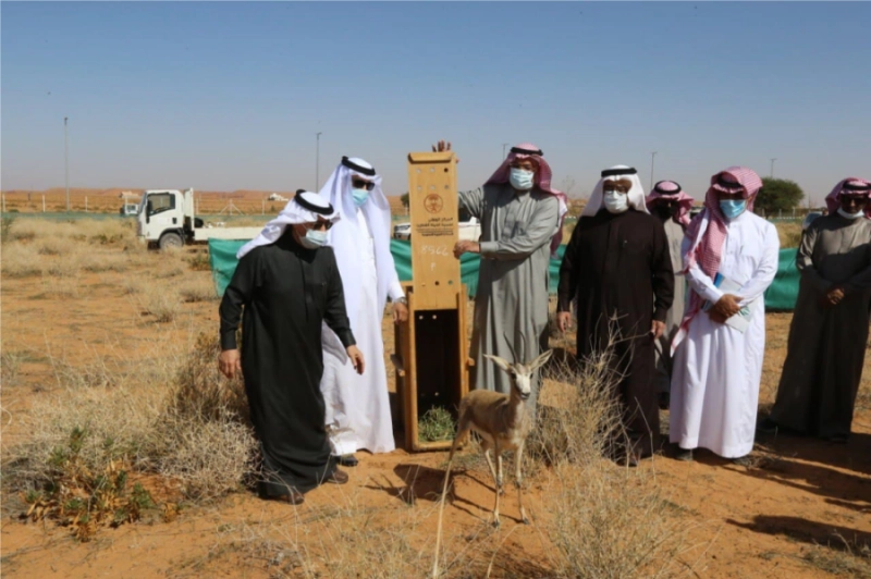 إطلاق الغزلان بإحدى المحميات (مكة)