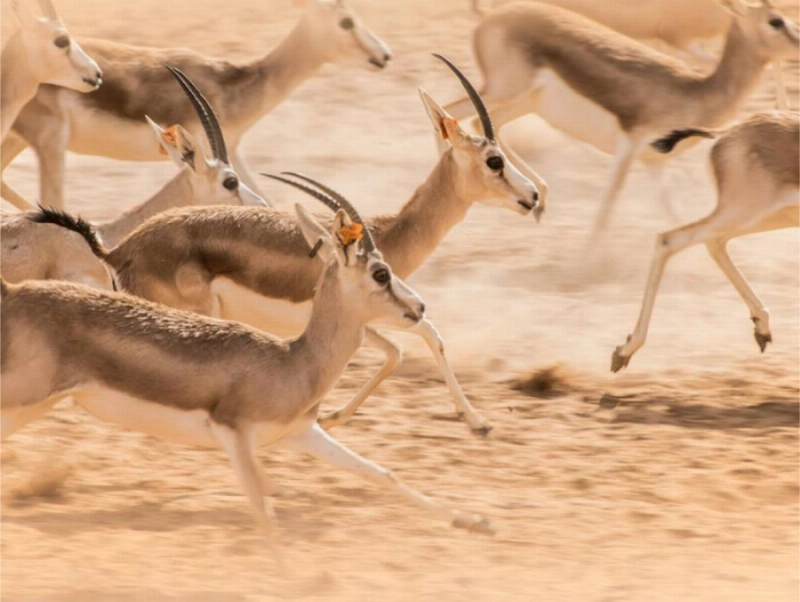 مجموعة من الغزلان داخل محمية (مكة)