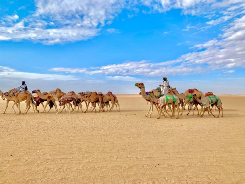 للإبل حضور بارز (مكة)