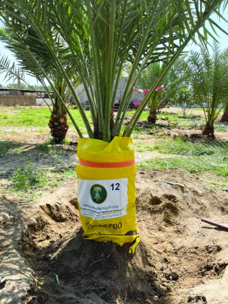 من طرق المكافحة (مكة)