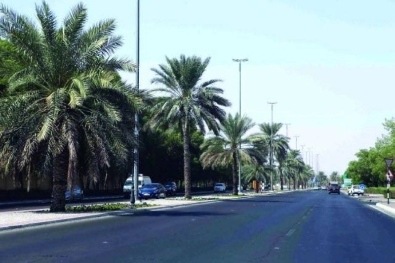 نخيل في شوارع عامة (مكة)