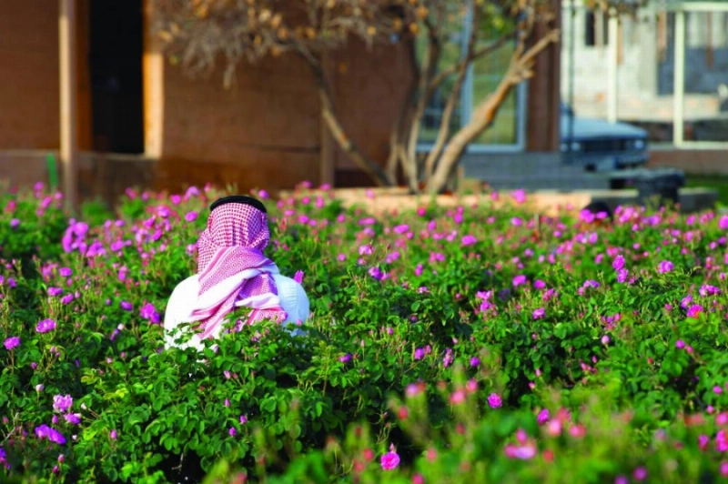 قطف الورد الطائفي (مكة)