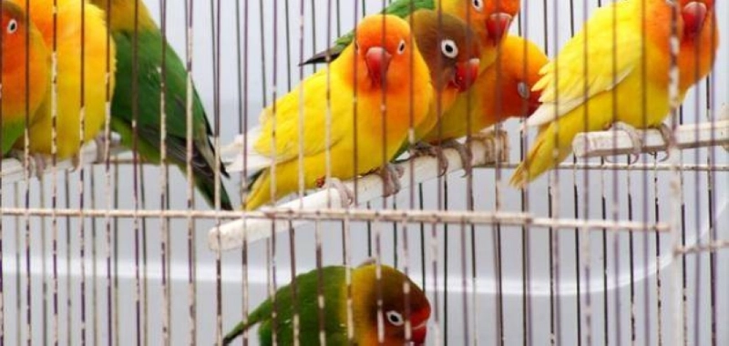 تربية العصافير بالمنزل (مكة)