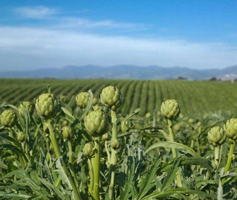 الخرشوف