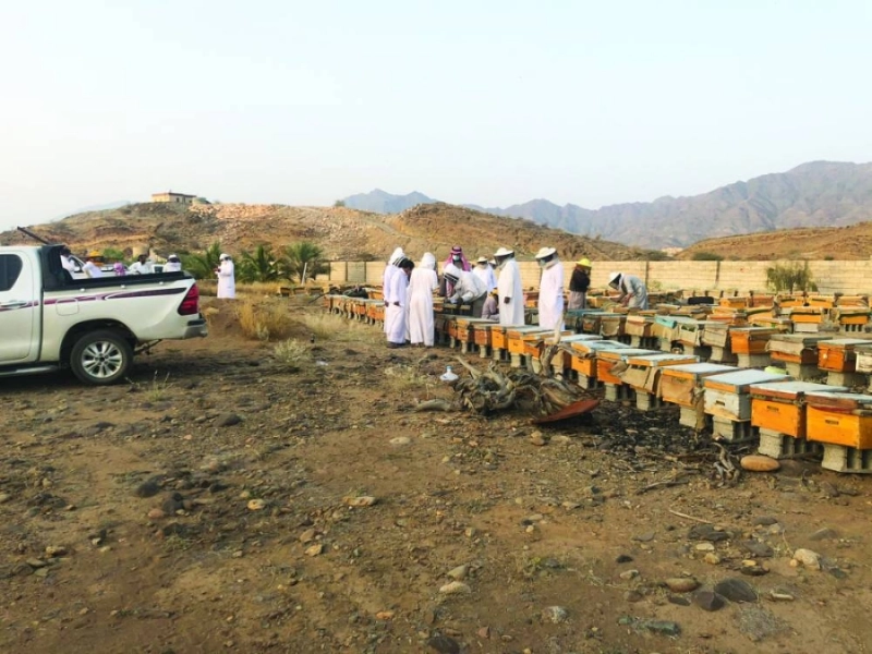 خلايا نحل في رجال ألمع (مكة)