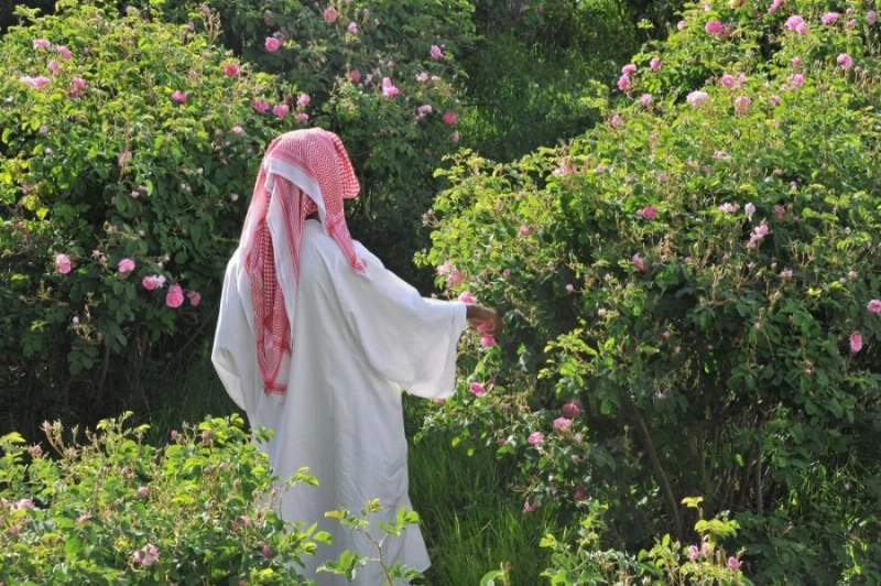 من توثيق الدارة لزراعة الورد الطائفي (مكة)