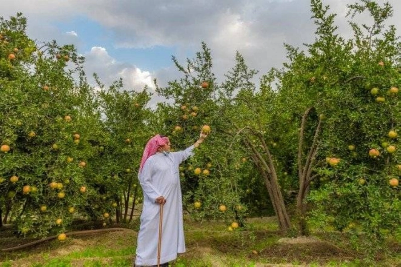 من مزارع الباحة (مكة)
