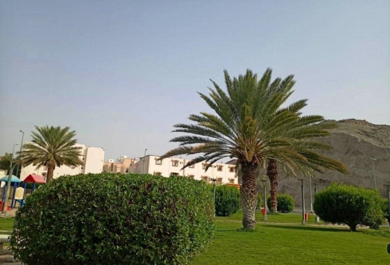 جانب من التشجير (مكة)