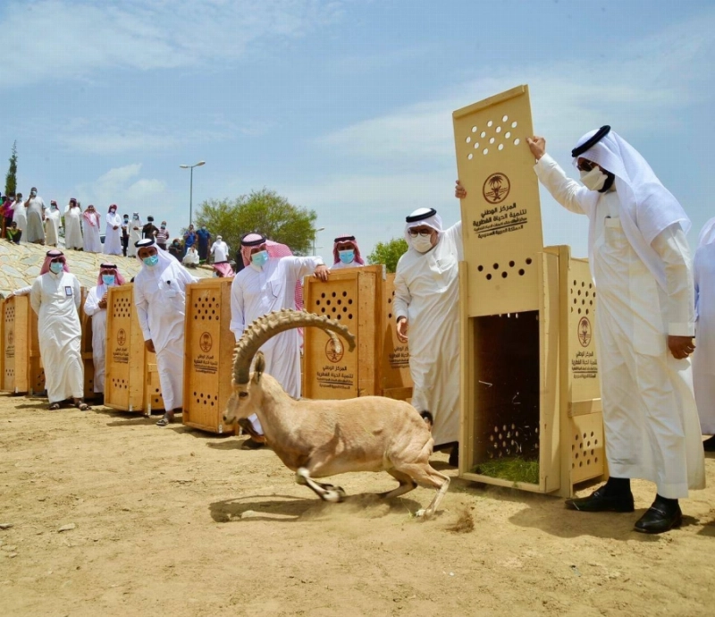 لحظة إطلاق الوعول (مكة)
