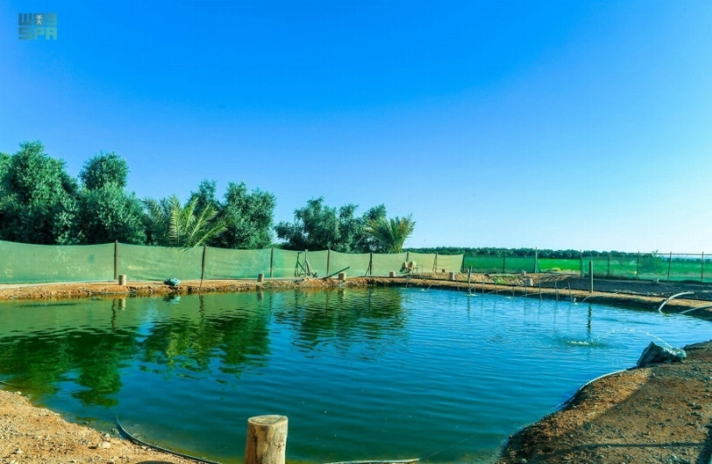 أحد الأحواض بالمزرعة (واس)