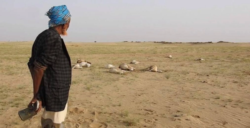 رعاة الأغنام في اليمن ضحية لمقذوفات الحوثي (مكة)
