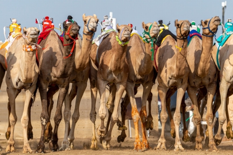سباقات صباح أمس