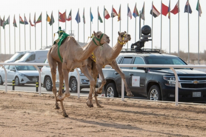السعودية تمسكت بصدارة إحصائية جائزة سيف ولي العهد للهجن