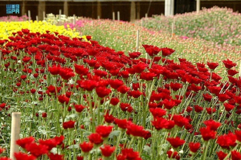 ورد تبوك يستقبل السياح بالألوان والعطر