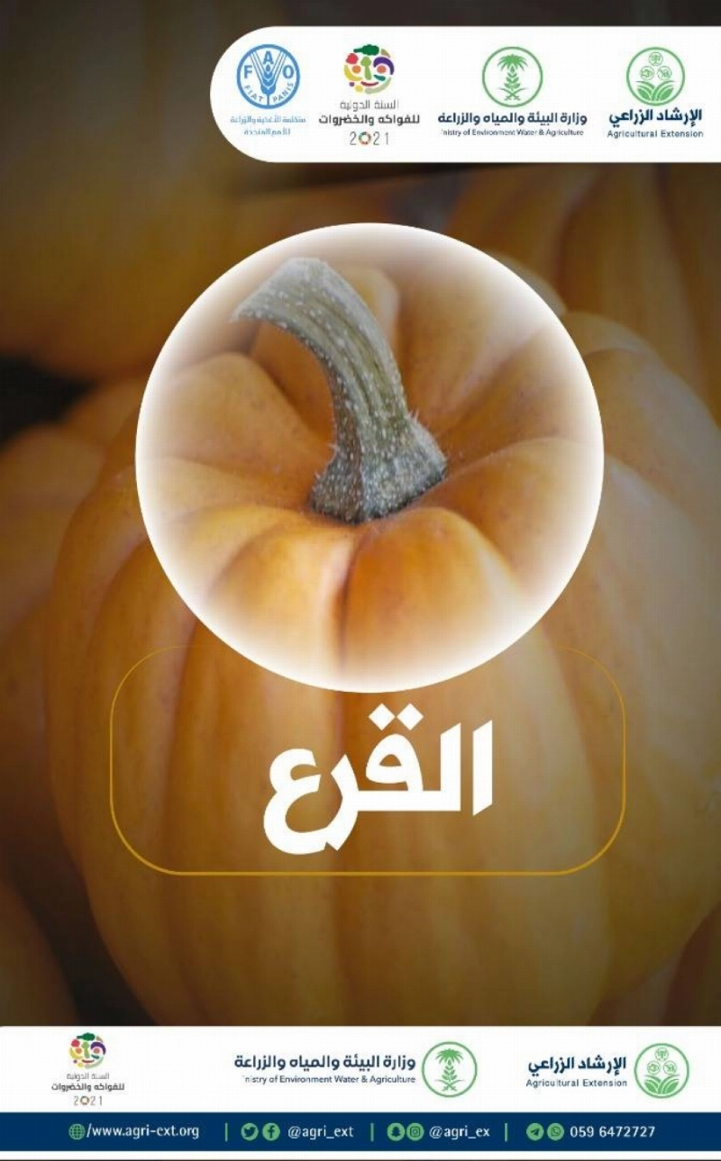 القرع