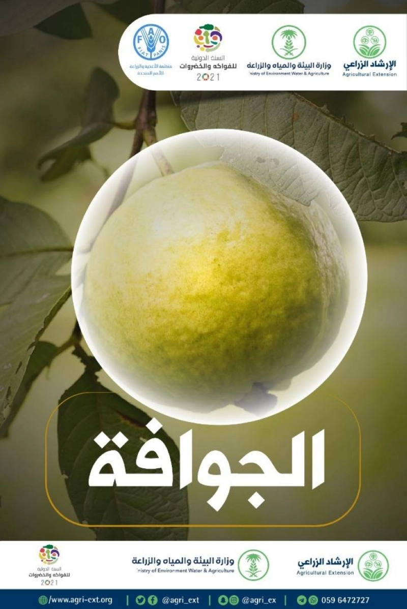 الجوافة