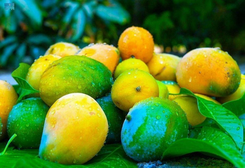 مزارع أملج والفواكه الموسمية