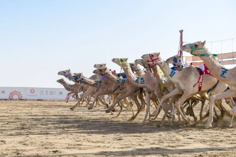 سباقات الهجن بمهرجان ولي العهد في نسخته الثالثة (مكة)