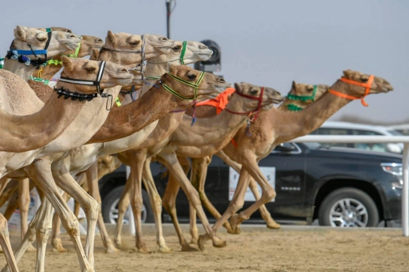 جانب من سباقات الهجن أمس (مكة )