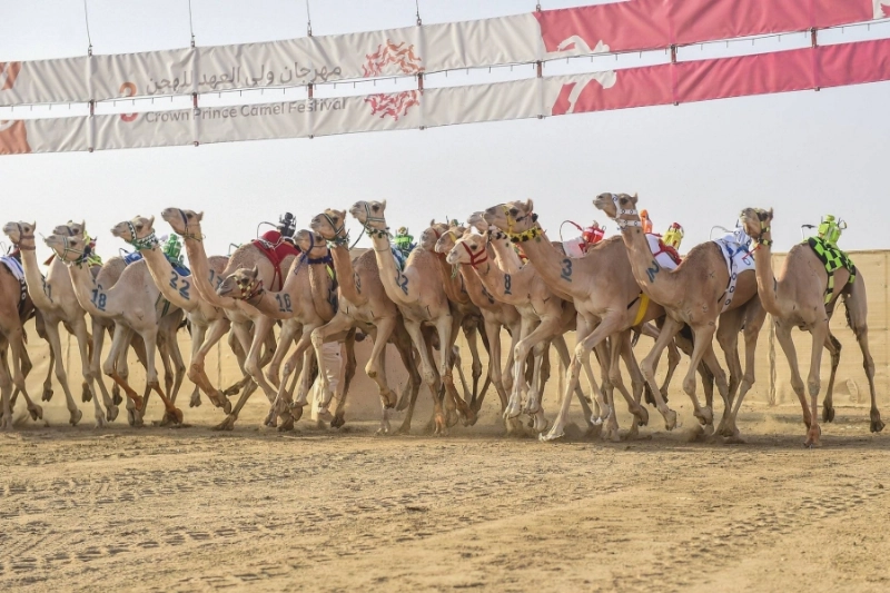 من سباق الهجن (مكة)