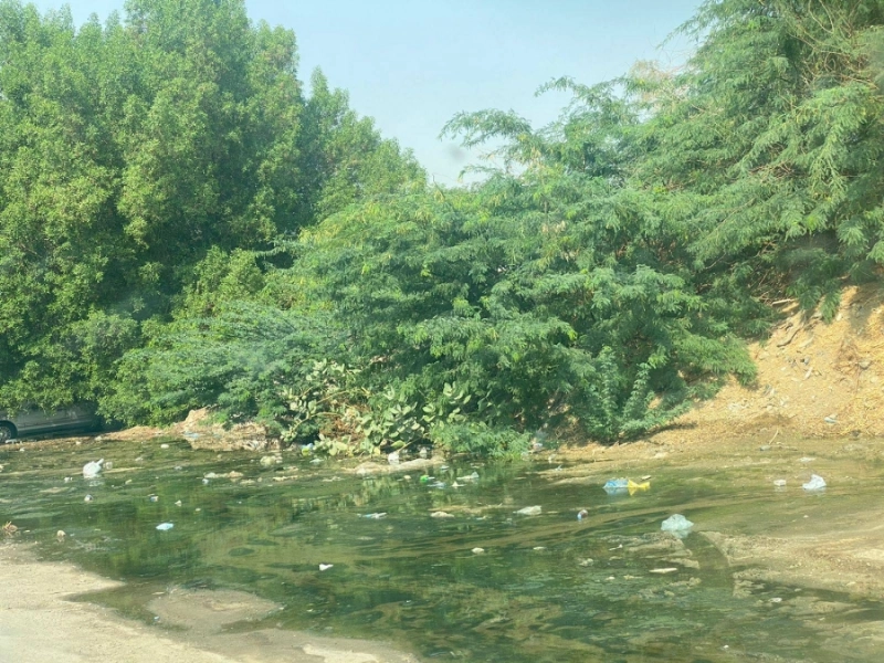 مستنقعات وأشجار عشوائية تؤرق الأهالي (مكة)