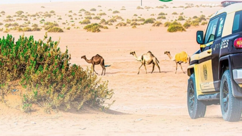 ضبط مخالفي الرعي (مكة)