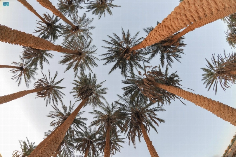 من مزارع النخيل في القصيم (مكة)