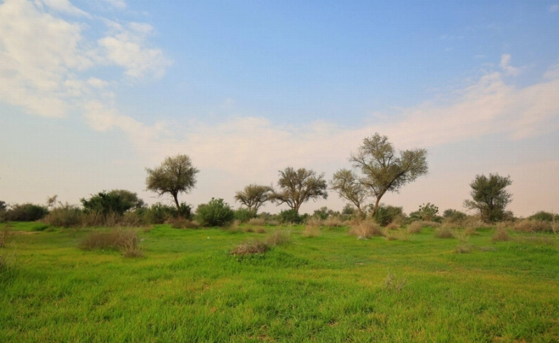روضة التنهات (مكة)