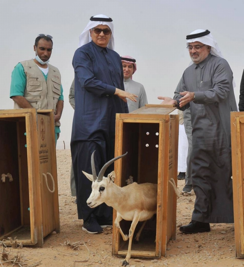 عبدالرحمن الفضلي يطلق ظباء الريم في منطقة التأهيل (مكة)