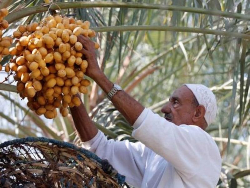 مواطن يجني الرطب في وقت سابق (مكة)