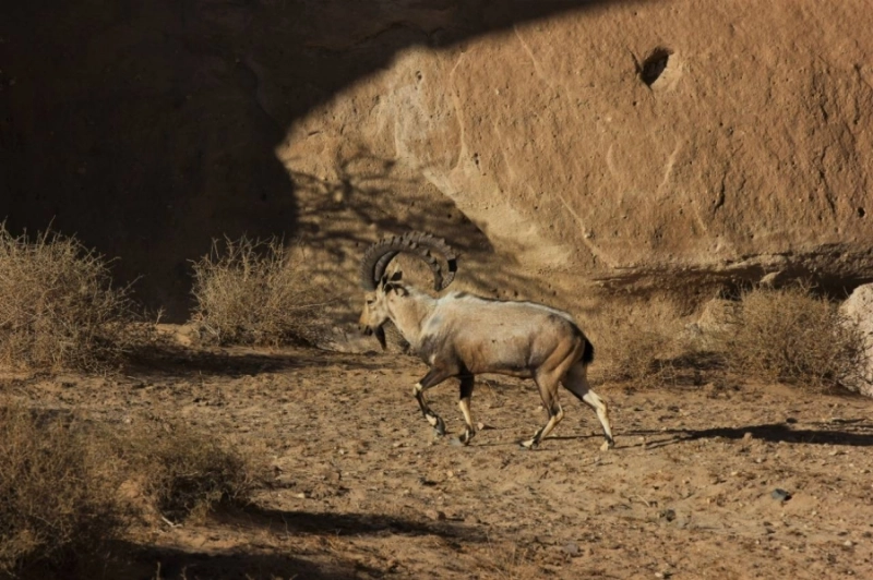 العلا