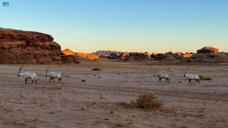الحيوانات البرية بعد إعادة توطينها (مكة)