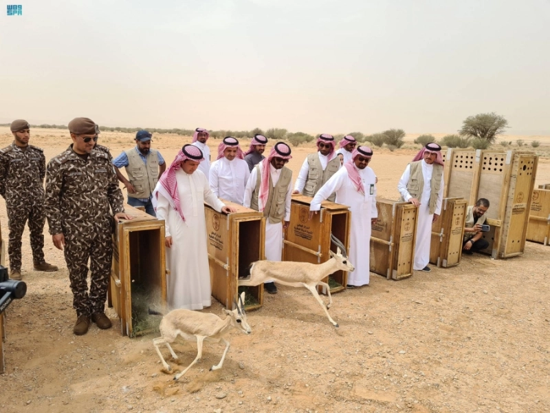 من إطلاق المها وظباء الريم (مكة)