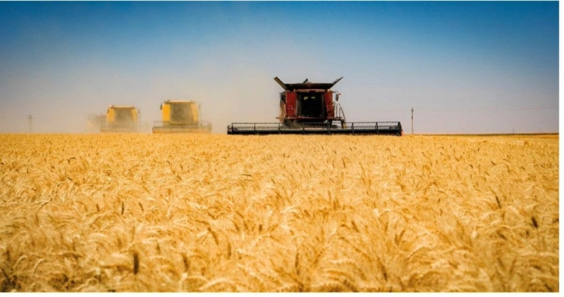إحدى مزارع القمح (مكة)
