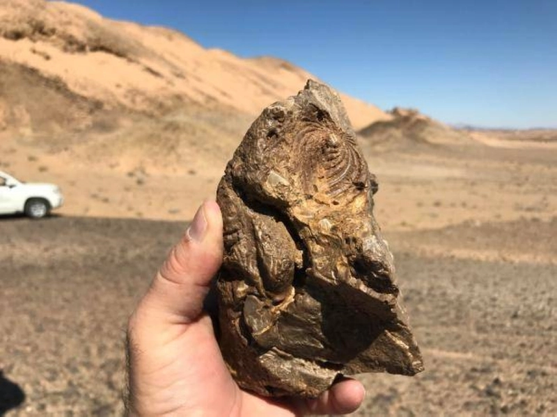 بقايا الزواحف كما بدت (مكة)