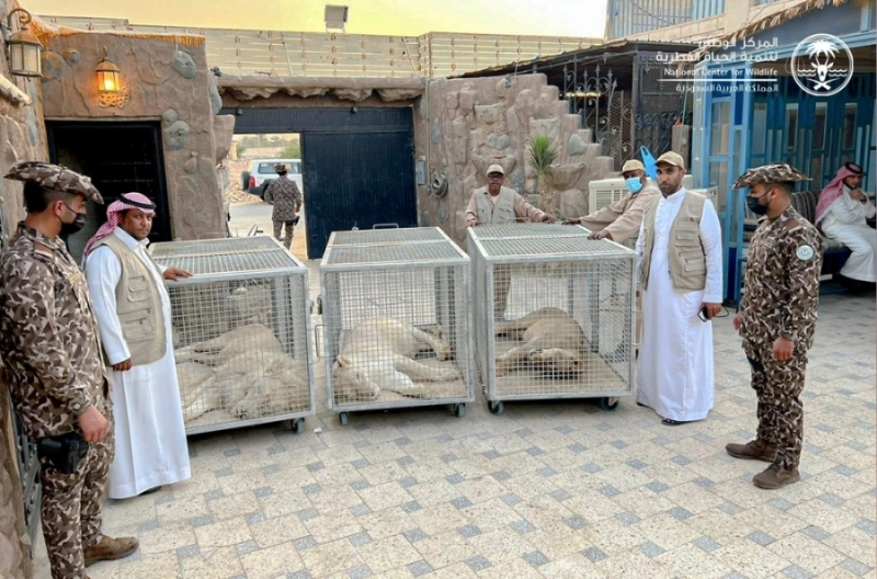 الأسود الثلاثة في الاستراحة