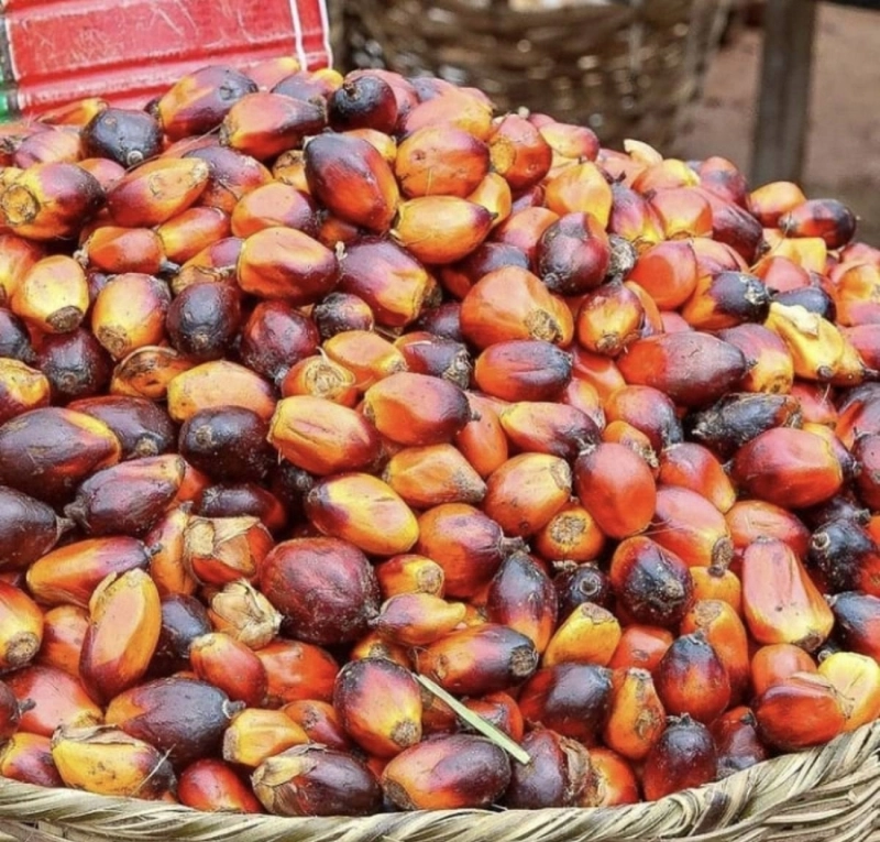 ثمار زيت النخيل