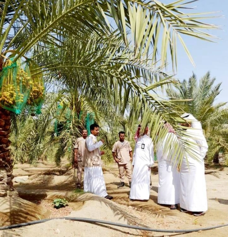 من الجولات الزراعية (مكة)