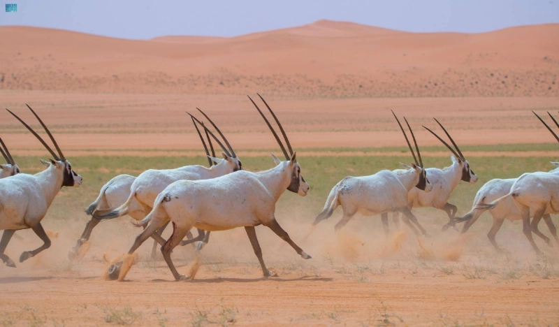 من محمية الملك عبدالعزيز الملكية (مكة)