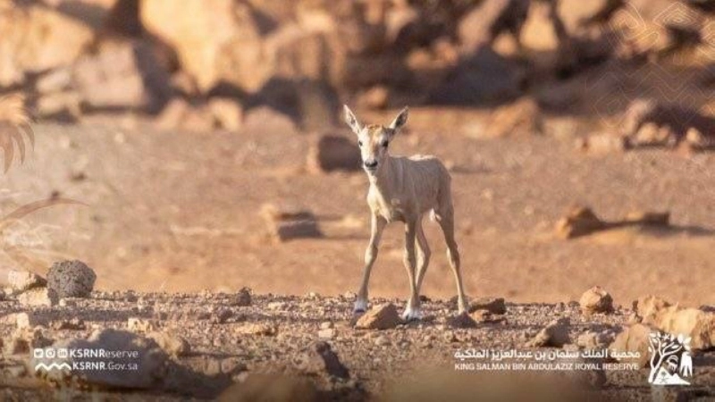 من داخل محمية الملك سلمان