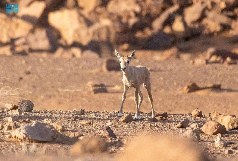 من داخل محمية الملك سلمان (مكة)