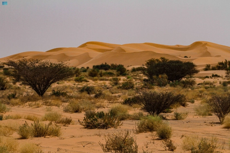 تنمية الغطاء النباتي بزراعة الأشجار (مكة)