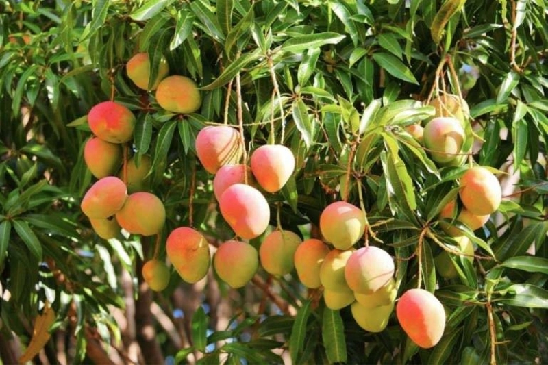 شجرة مانجو محلية (مكة)