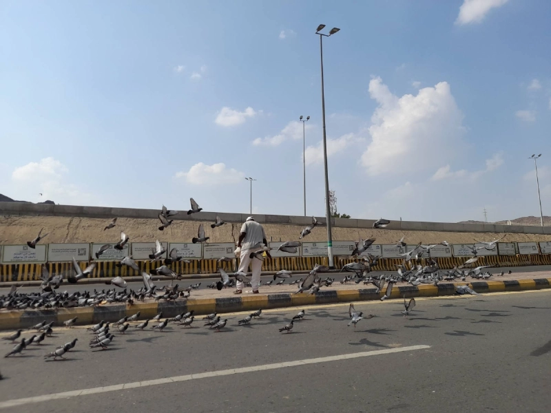 مخالف ينثر الحبوب على أحد الأرصفة (مكة)