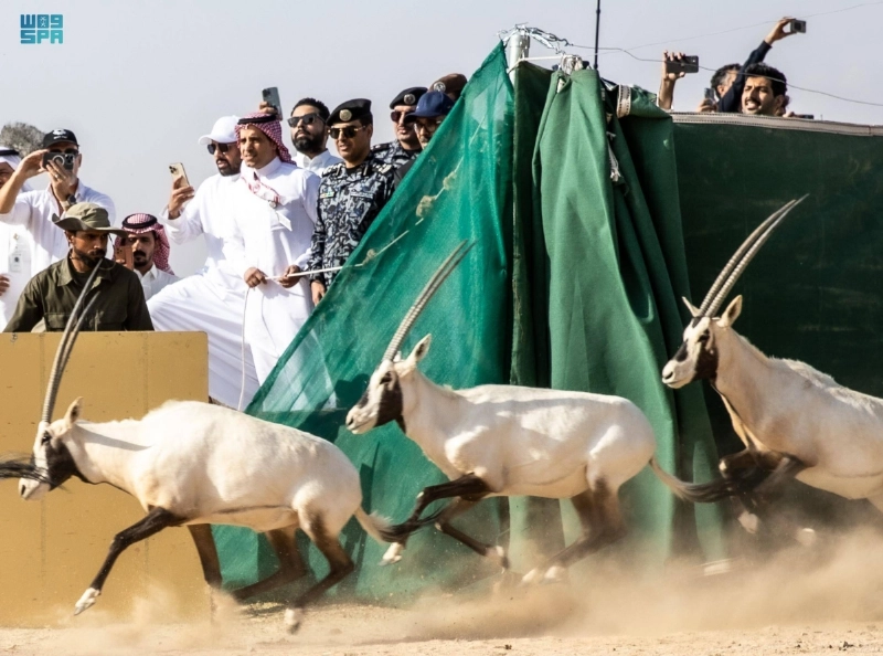 المها العربي لحظة إطلاقه بالمحمية (مكة)