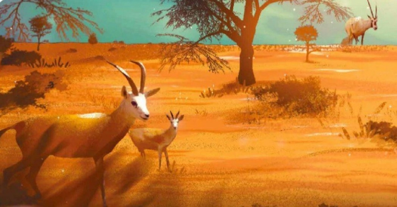 غزالان داخل المحمية (مكة)