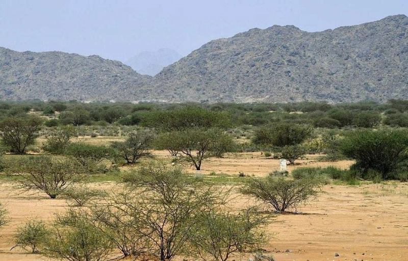إعادة تأهيل المراعي المتدهورة (مكة)